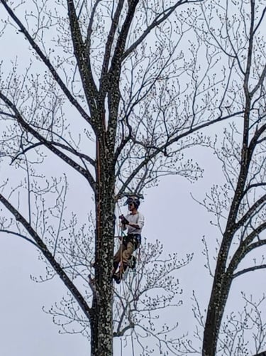 Professional Tree Trimming in Newton, NC