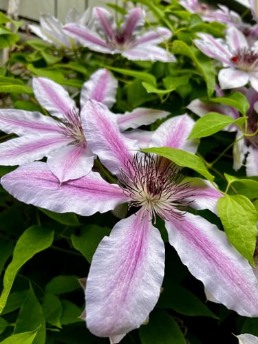 Flowering vine with blossoms in a garden