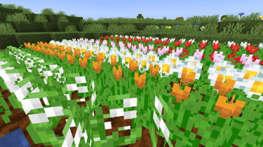 Farmed tulips