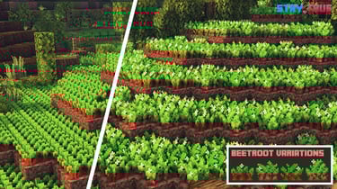 Beetroot Field