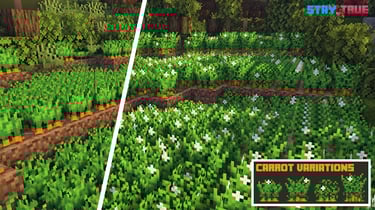 Carrot Field