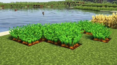 Fancy Crops - Carrots