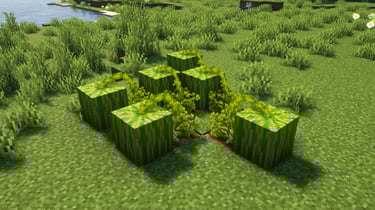 Fancy Crops - Melon