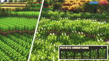 Potato Field