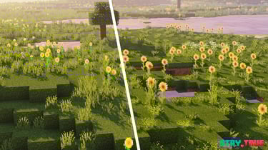 Sunflowers Field