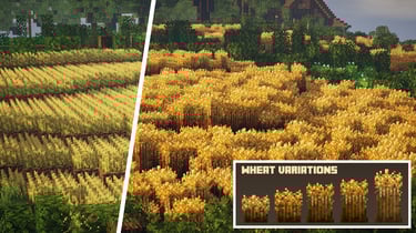 Wheat Field Variation