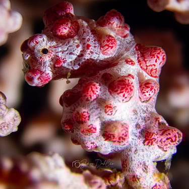 a close up photo of a Pygmy Seahorse