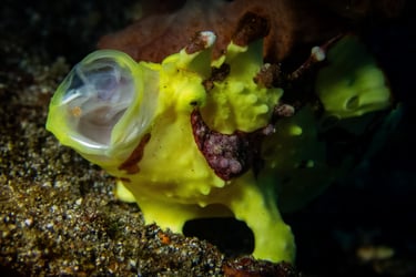 Frogfish catching food
