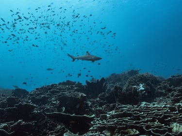 a coral reef with clear wather and a black tip reef shark