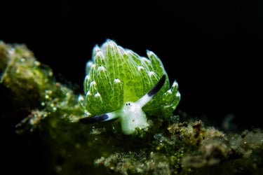 shawn the sheep nudibranch