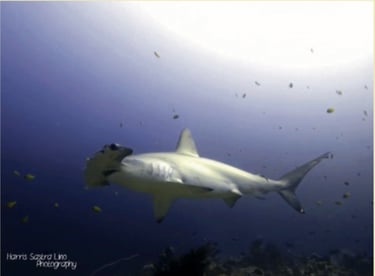 Hammerhead shark in Alor