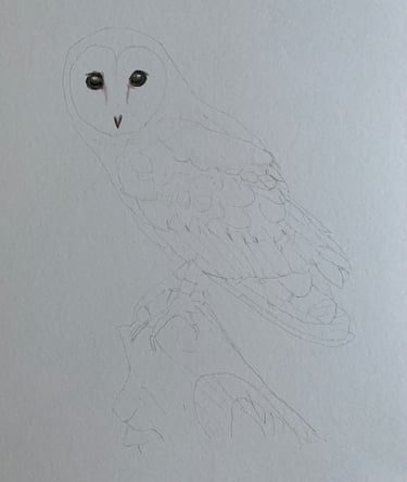 Barn Owl