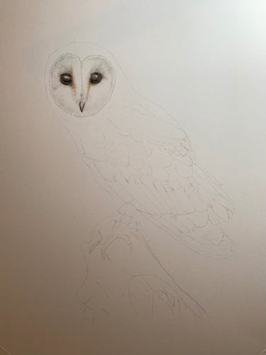Barn Owl