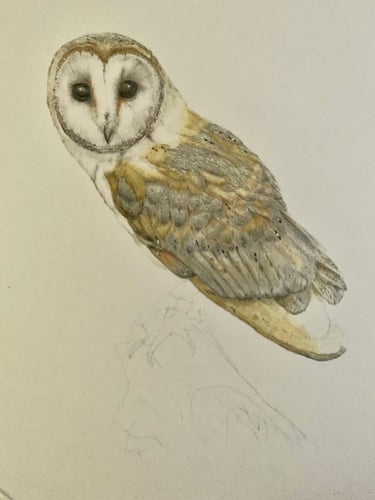 Owl