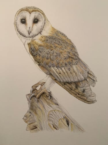 Owl portrait