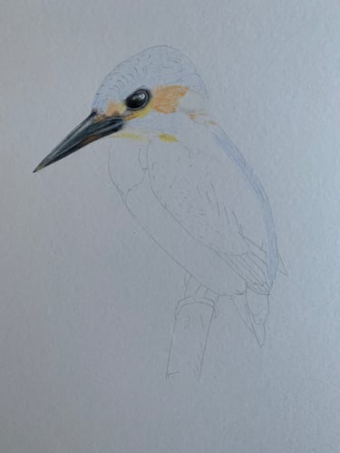 Kingfisher portrait