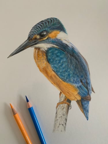 Kingfisher portrait
