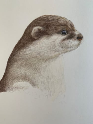 Otter