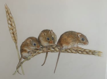 Mice