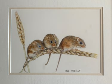 Harvest mice