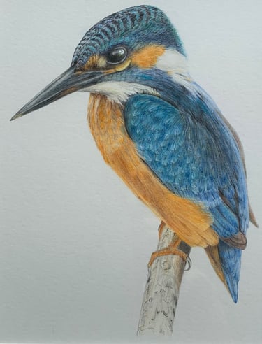 Kingfisher 