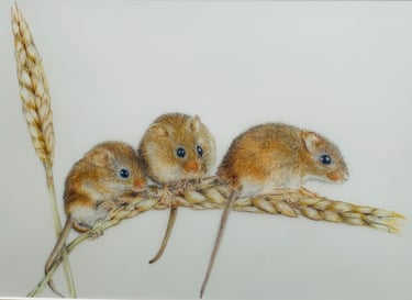 Harvest Mice