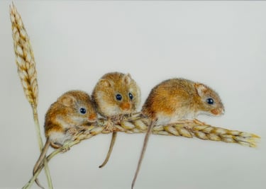 Harvest mice