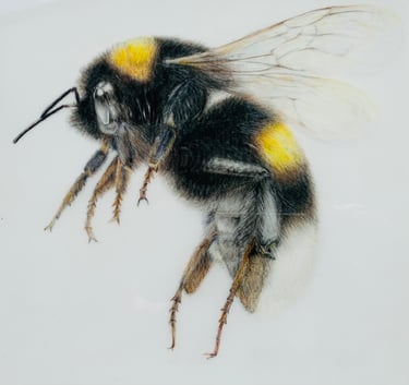 Bee