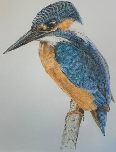 Kingfisher