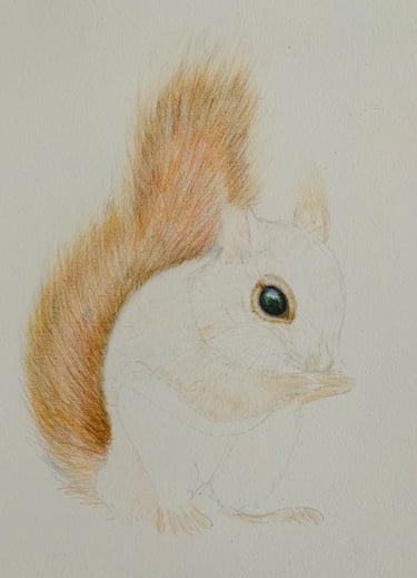 Red Squirrel