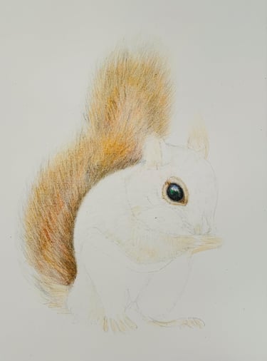 Red Squirrel