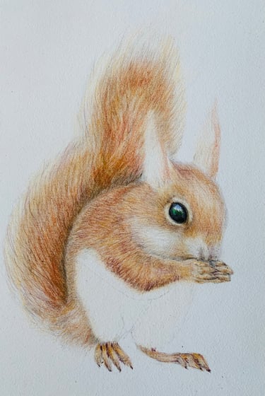 Red Squirrel