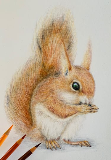 Red Squirrel