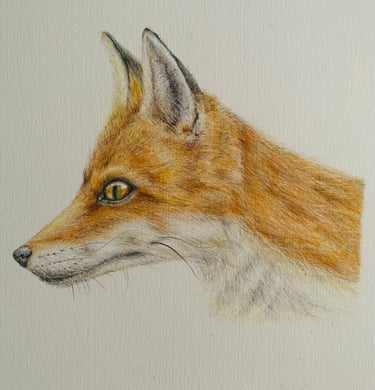 Fox
