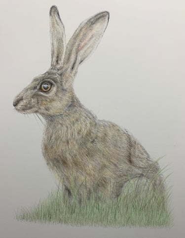 Hare