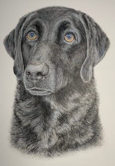 Labrador
