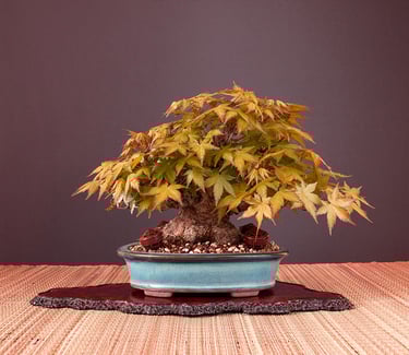 Bonsai coltivato da Massimo Moscato, autore di thriller, sezione L’altro me del sito ufficiale.