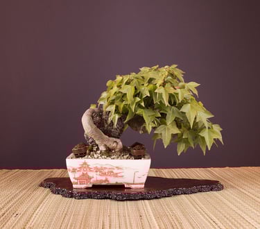 Bonsai coltivato da Massimo Moscato, autore di thriller, sezione L’altro me del sito ufficiale.