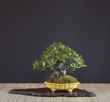Bonsai coltivato da Massimo Moscato, autore di thriller, sezione L’altro me del sito ufficiale.