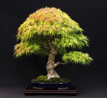 Bonsai coltivato da Massimo Moscato, autore di thriller, sezione L’altro me del sito ufficiale.