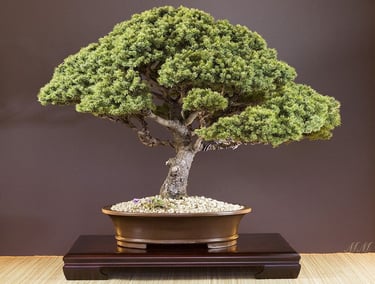 Bonsai coltivato da Massimo Moscato, autore di thriller, sezione L’altro me del sito ufficiale.