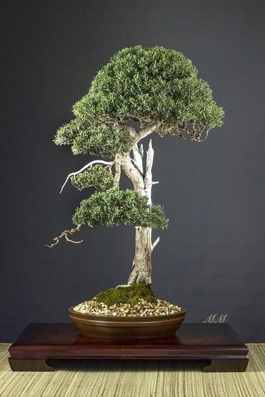 Bonsai coltivato da Massimo Moscato, autore di thriller, sezione L’altro me del sito ufficiale.