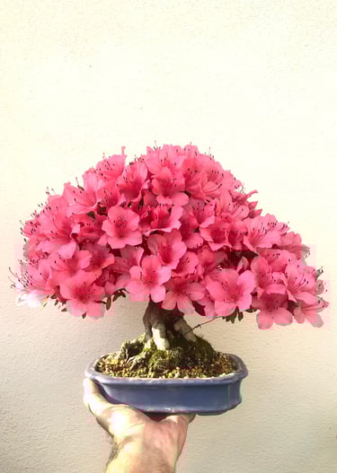 Bonsai coltivato da Massimo Moscato, autore di thriller, sezione L’altro me del sito ufficiale.