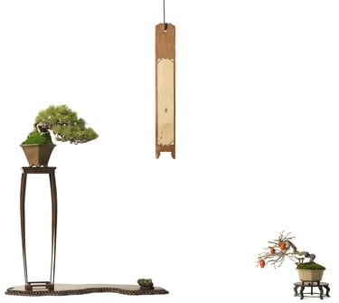 Bonsai coltivato da Massimo Moscato, autore di thriller, sezione L’altro me del sito ufficiale.