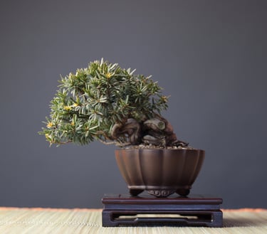 Bonsai coltivato da Massimo Moscato, autore di thriller, sezione L’altro me del sito ufficiale.