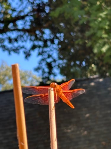 Dancing Flights of Fancy logo