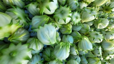 white sorrel farm logo