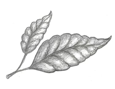 Renee Marie Counselling logo