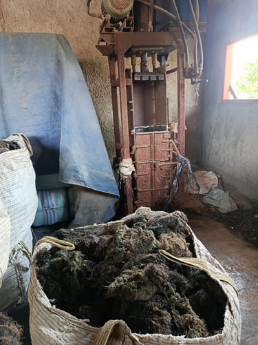 Dried Gracilaria seaweed 15% moisture and 3% impurity for agar-agar, Agriculture and Cosmetics