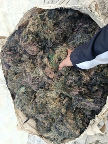 Dried Gracilaria seaweed 15% moisture and 3% impurity for agar-agar, Agriculture and Cosmetics